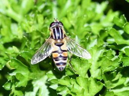 gemeine Sumpfschwebfliege1